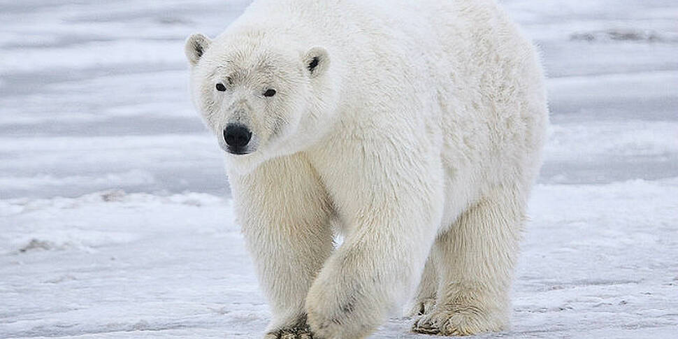 Polar bear attacks solar eclip...