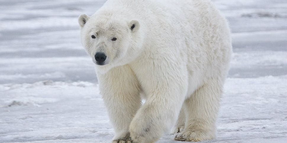 Polar bears trapped five meteo...