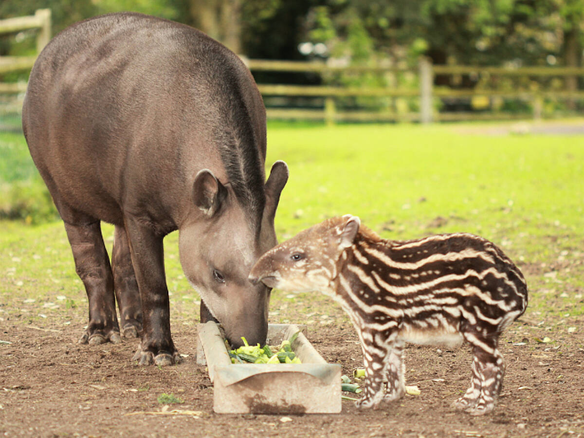 Fota Wildlife Park wants you to name their new baby tapir | Newstalk Fota Wildlife Park wants you to name their new baby tapir | Newstalk