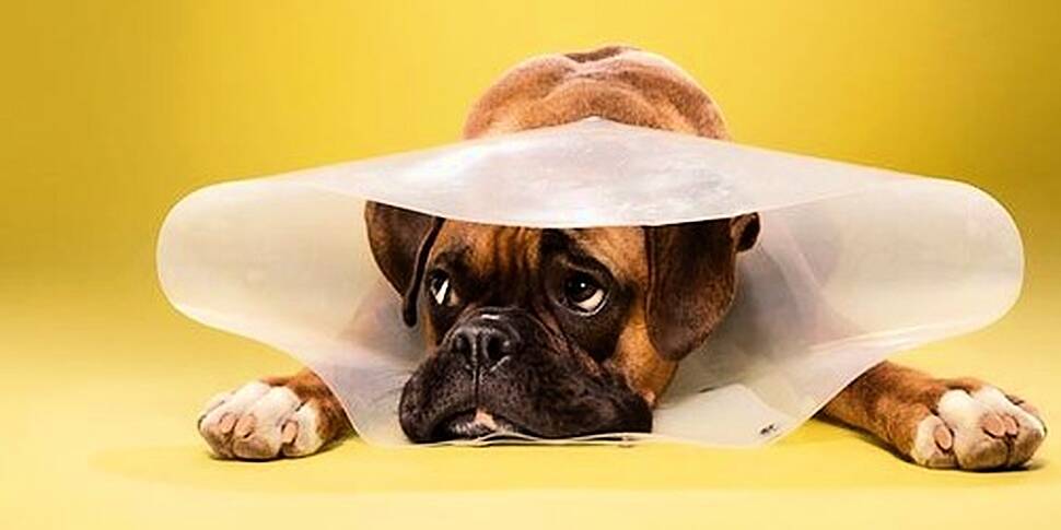 GALLERY: Man's Best Friend Hates The 'Cone Of Shame' | Newstalk