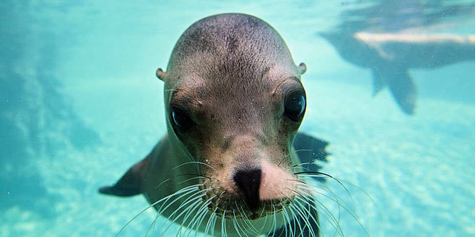 WATCH: Dublin Zoo's new enclosure gets the seal of approval | Newstalk