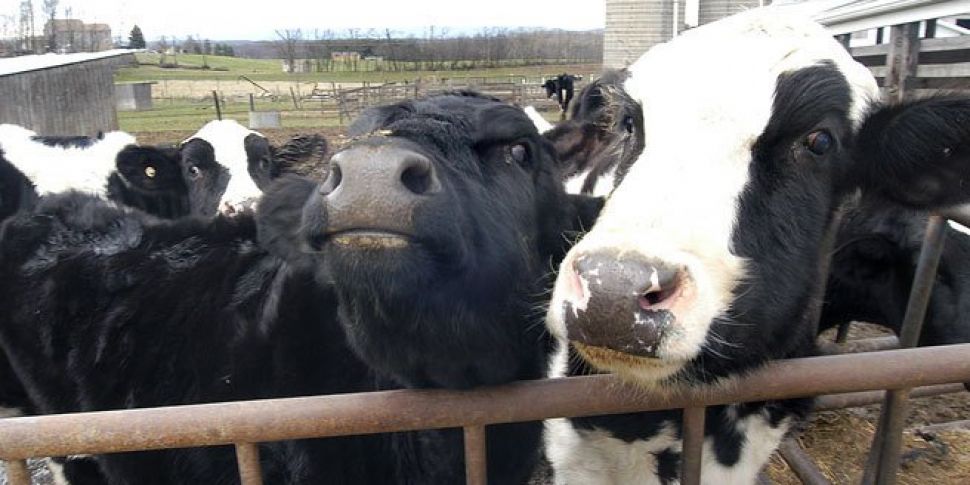 Three calves born to cow in Co...