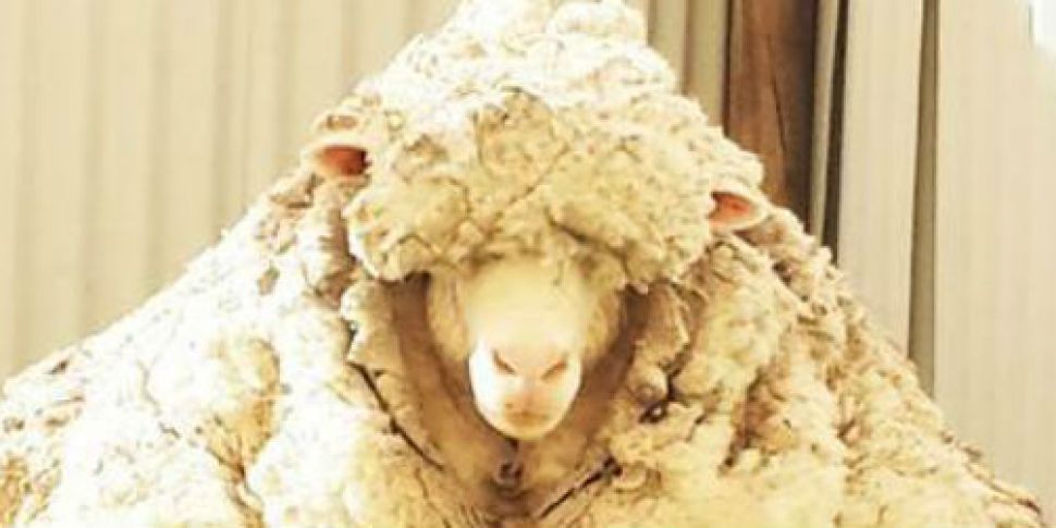 Sheep survives shearing off of...