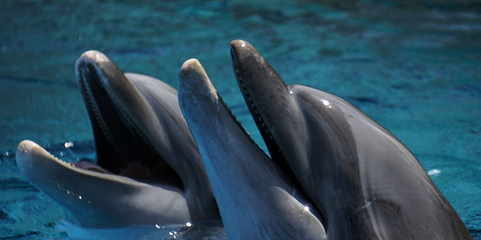 WATCH: How smart are dolphins?