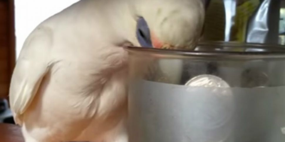 WATCH: This parrot is mad as h...