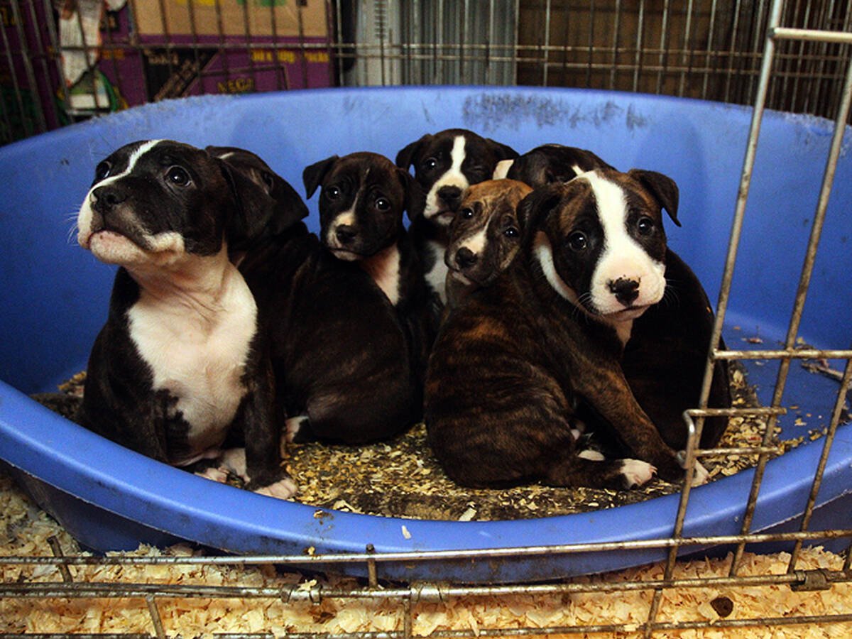 how many puppy farms are in the uk