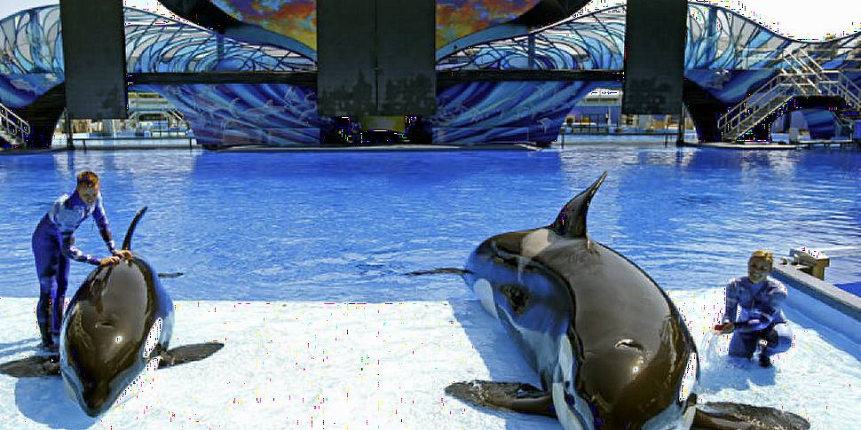 SeaWorld to end killer whale s...