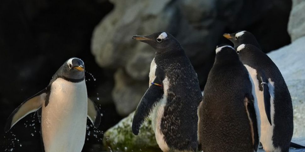 WATCH: Penguins caught rapid a...