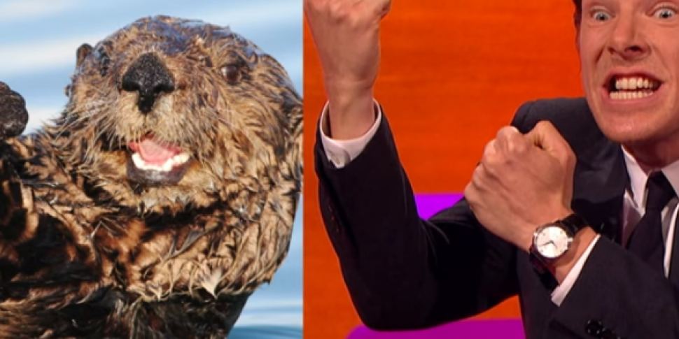 Benedict Cumberbatch demonstrates his resemblance to an otter on Graham ...