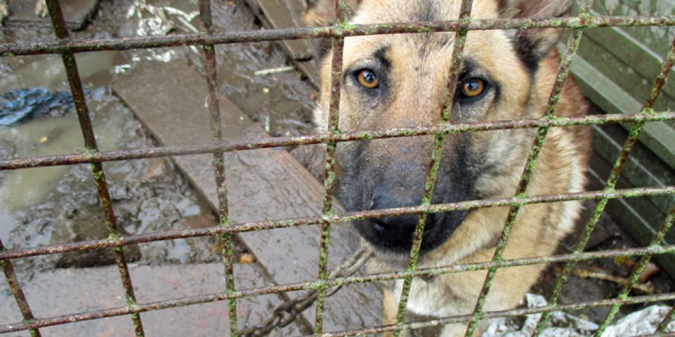 Eleven dogs rescued from &...