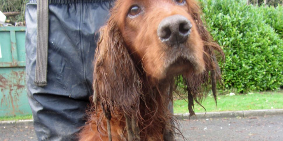 Two Irish Red Setters rescued...