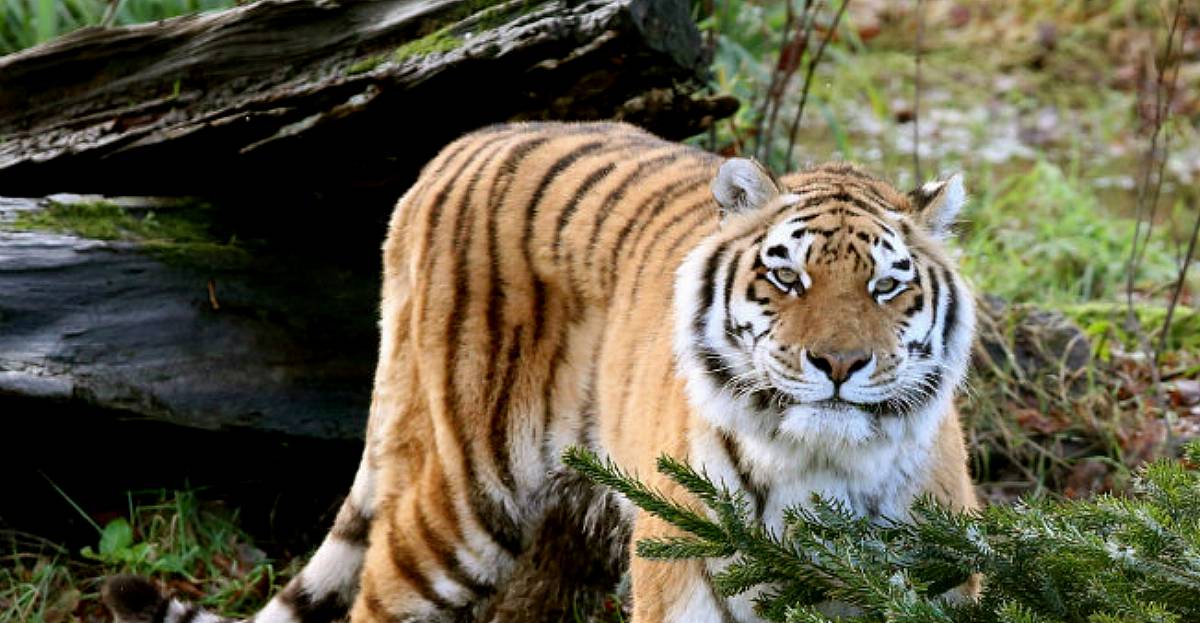 Activists call for restrictions on who can own exotic animals in US