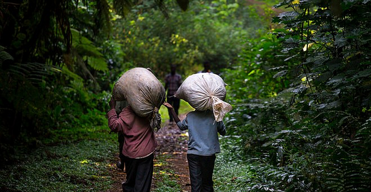 Child Labour Tea Catholic Church accused of facilitating child labour on Ugandan tea ...