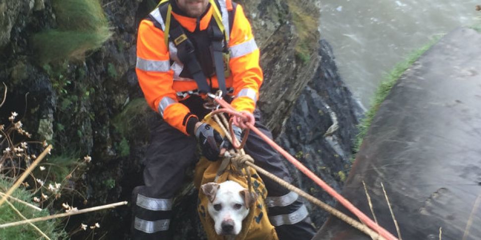 Dog who became trapped on Howt...