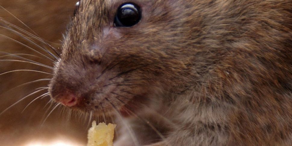 Rat in Wetherspoons pub &#...