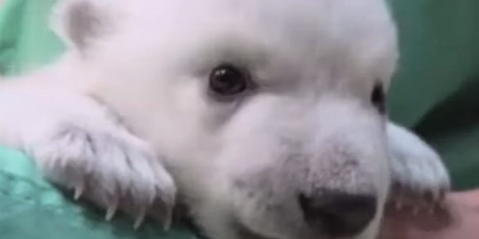 WATCH: Zoo records adorable po...