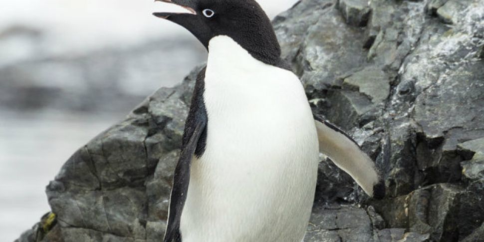 150,000 penguins die after lar...
