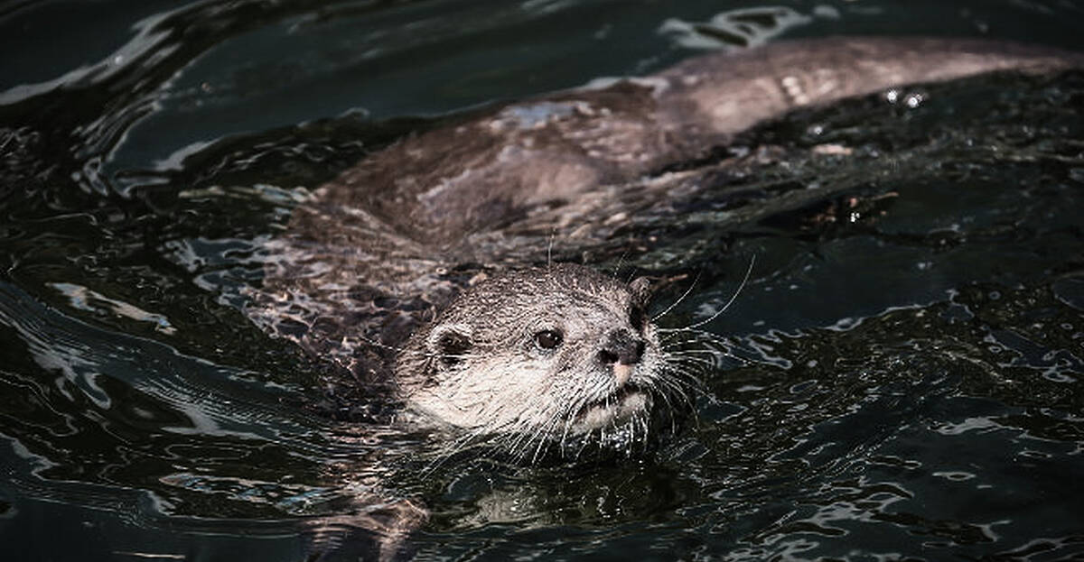 Canadian zoo says death of otter was result of 'unauthorised' pair of ...