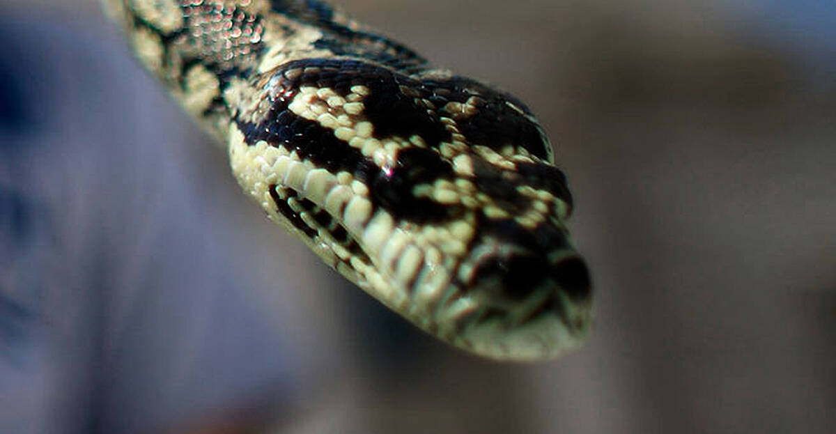 Snake bites six-year-old boy in Australia while he sleeps | Newstalk