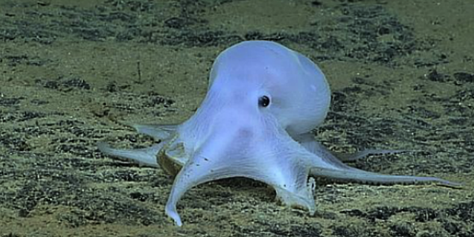 &#39;Ghost Octopus&#39...