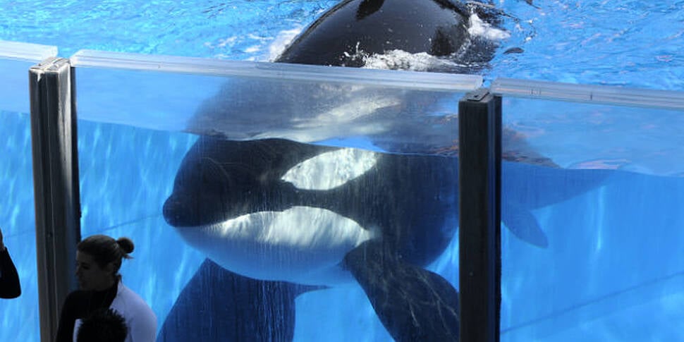 Infamous Seaworld killer whale...