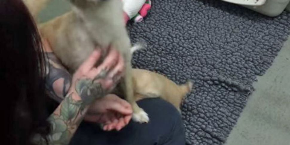 WATCH: Dog reunited with her p...