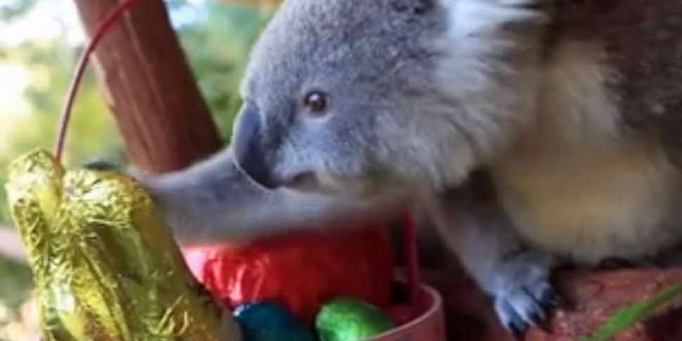 WATCH: Animals at Australia wi...