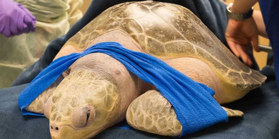 Sea turtle with gas problem undergoes oxygen treatment in the US | Newstalk