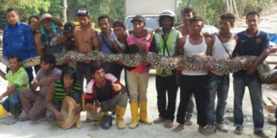&#39;Largest python in the...