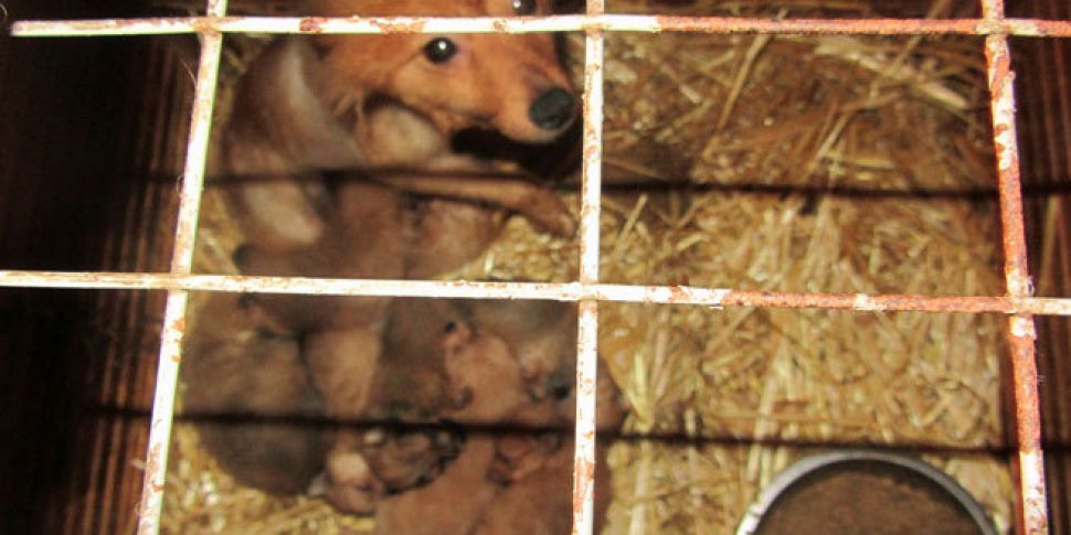 WATCH: ISPCA calls for action...