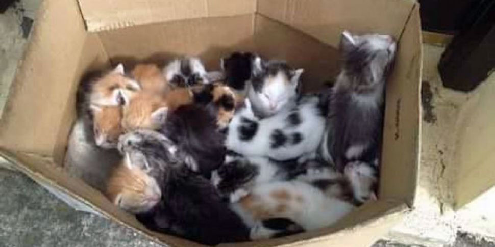 Appeal after 17 kittens found...