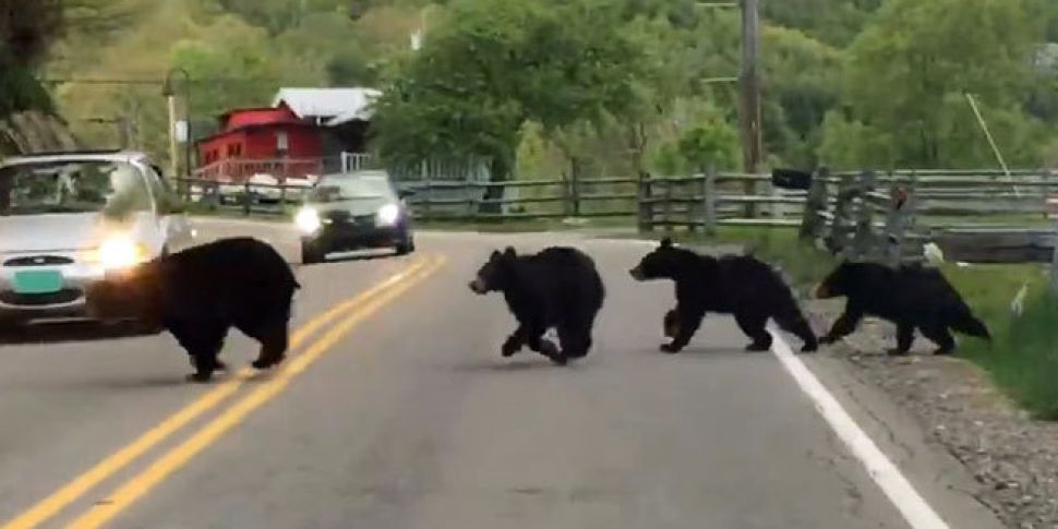 WATCH: Bear family of five das...