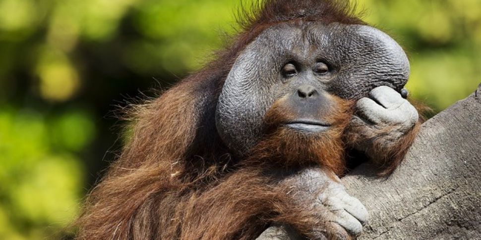 Orangutans at Dublin Zoo get n...