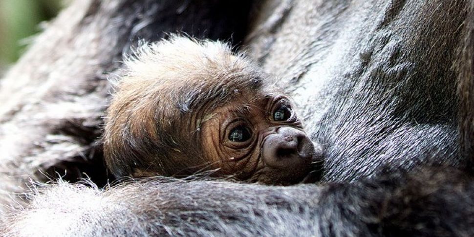 New arrival at Dublin Zoo puts...