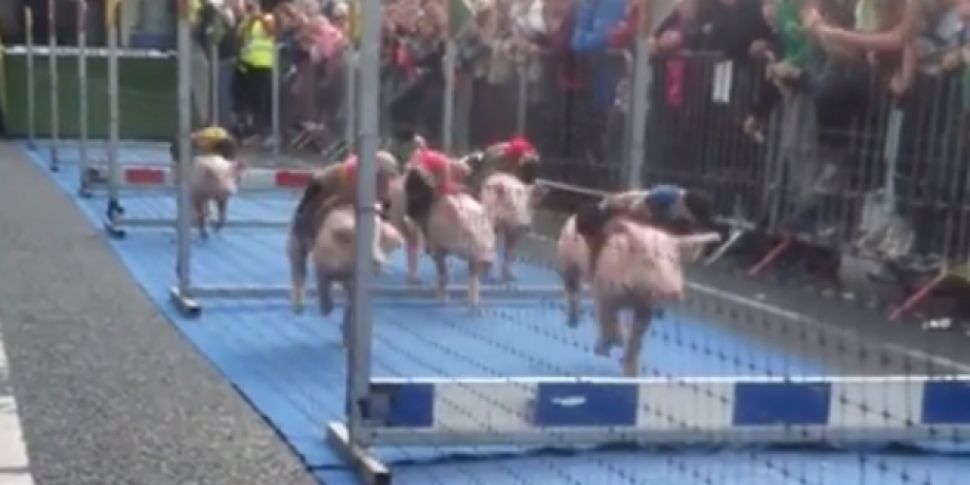 WATCH: Pig racing was the high...