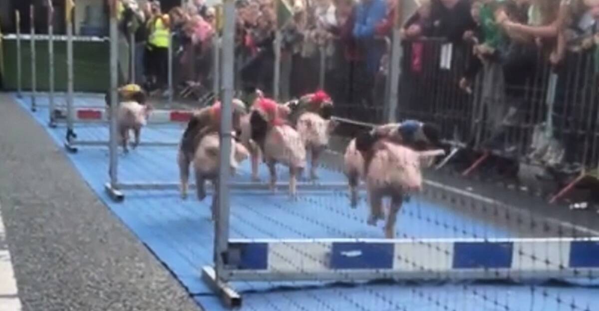 WATCH Pig racing was the highlight of the Castlerea Rose festival in