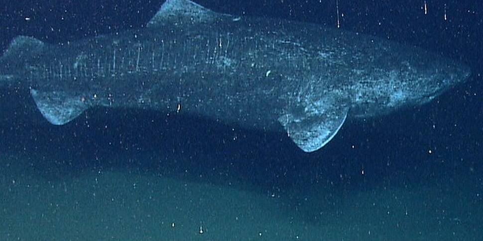 Scientists have discovered a 400 year old shark | Newstalk