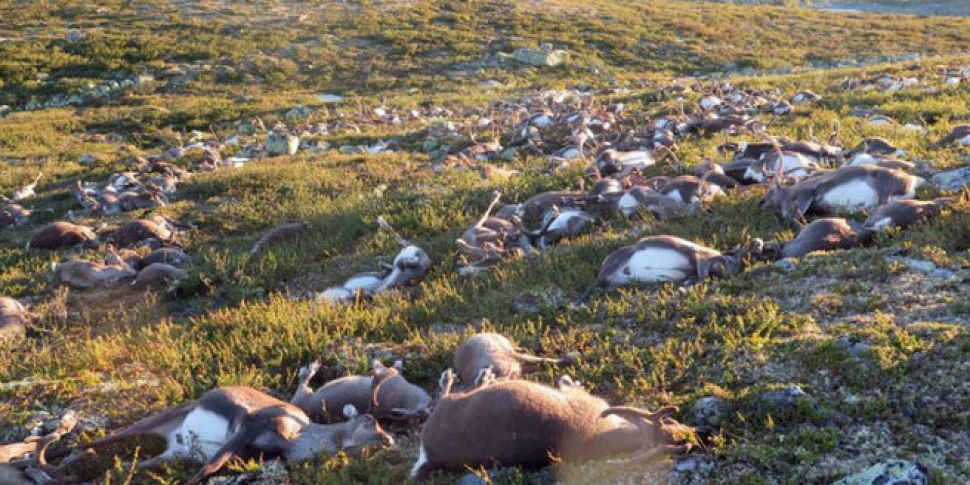 Over 300 reindeer killed by li...