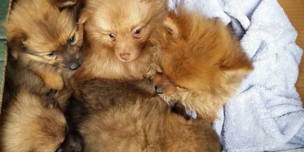 Five Pomeranian puppies found...