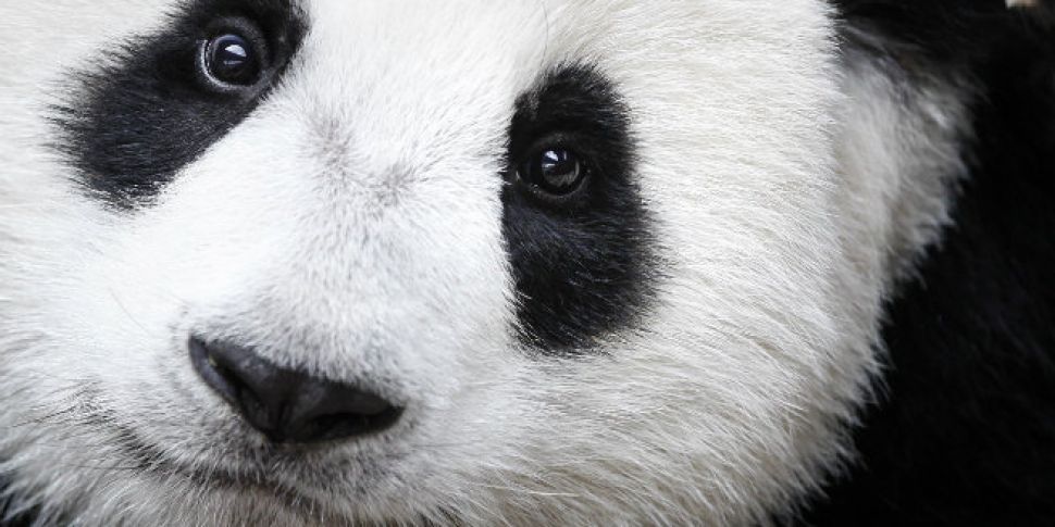 Giant panda no longer an endan...