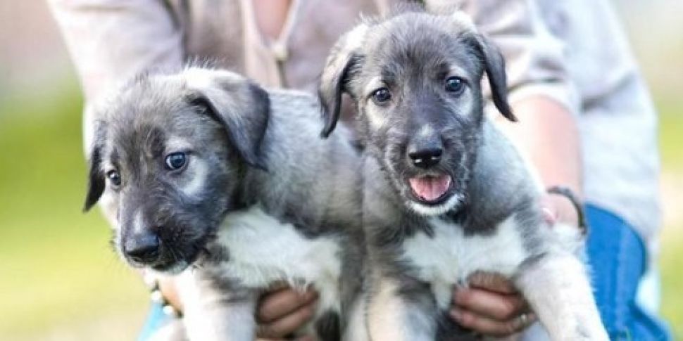Irish wolfhound puppies confir...