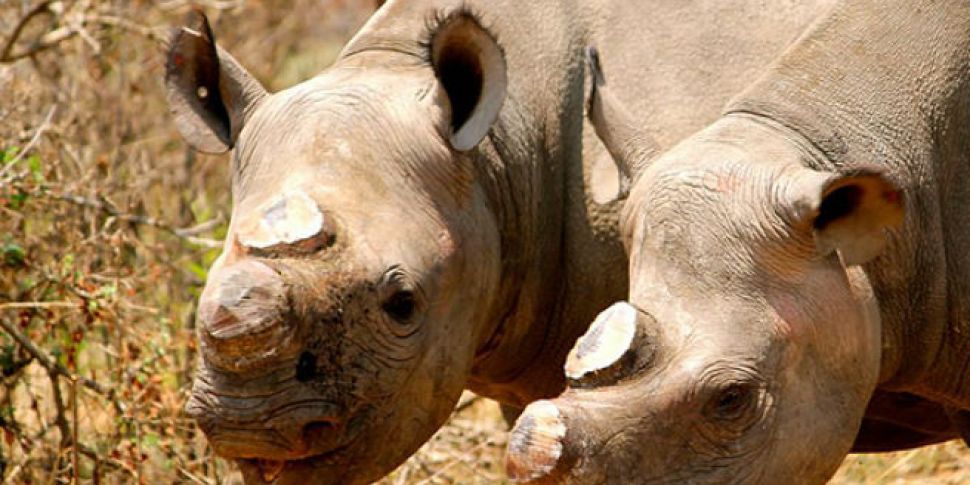 To save its rhinos from poache...