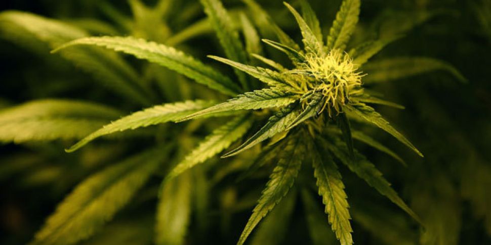 Irish firm works to unlock pot...