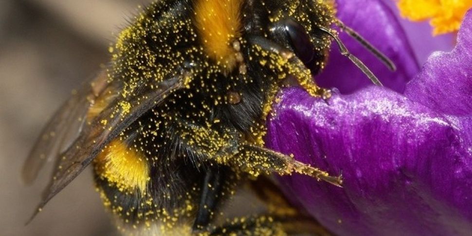 To give bees a chance, the Uni...