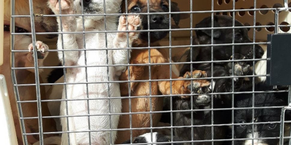 Appeal issued after 18 dogs an...