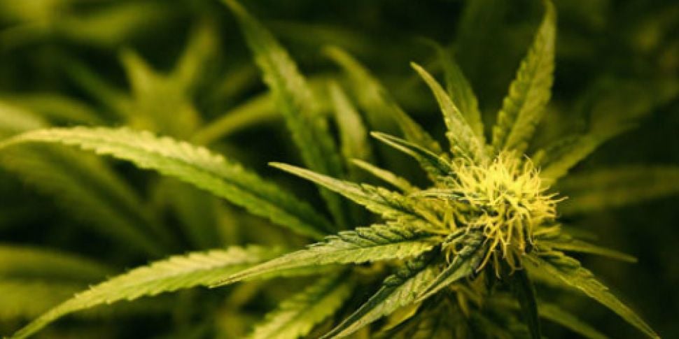 Authorities seize over €200,000 worth of herbal cannabis | Newstalk