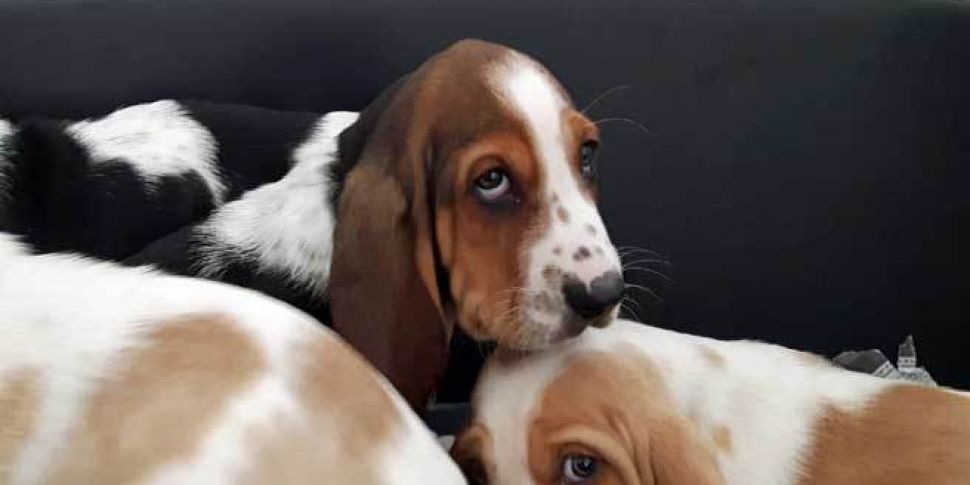 Almost 100 puppies seized in c...