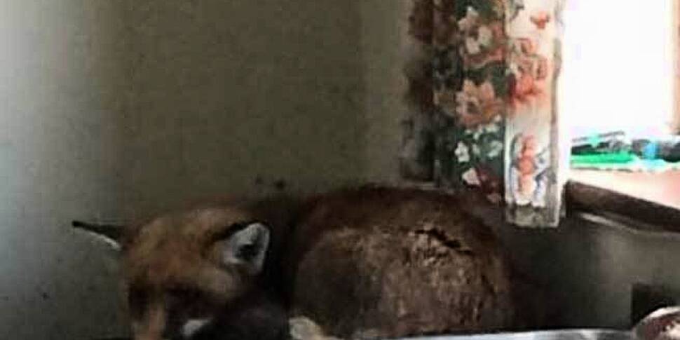 For Fox sake: Gardaí called to...