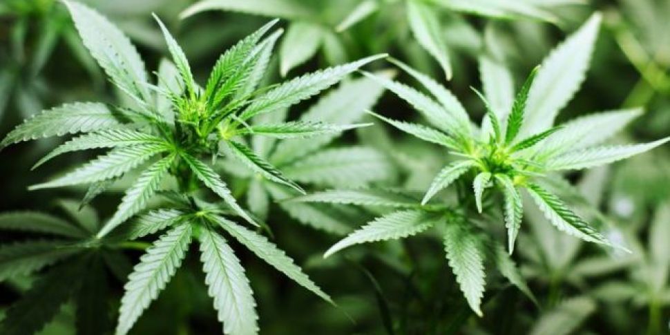 Cannabis worth €10k seized in...