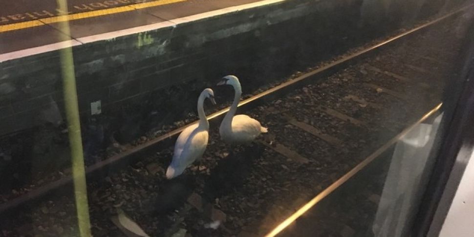 Swans delay DART due to &#...